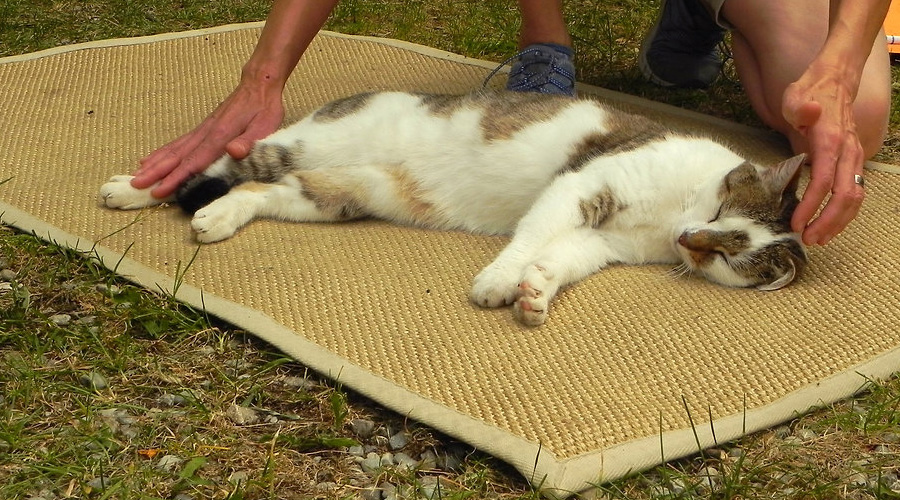 Microkinesitherapie an einer Katze