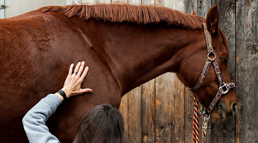 Microkinesitherapie an einem Pferd