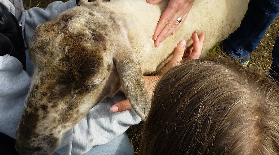 Microkinesitherapie an einem Schaf